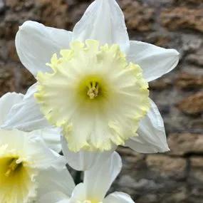 Ice Follies Daffodil (Narcissus Ice Follies) Img 3